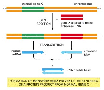 Figure 8-65. The antisense RNA strategy for generating dominant negative mutations.