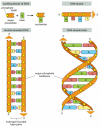 Gambar 4-3. DNA dan blok bangunan.