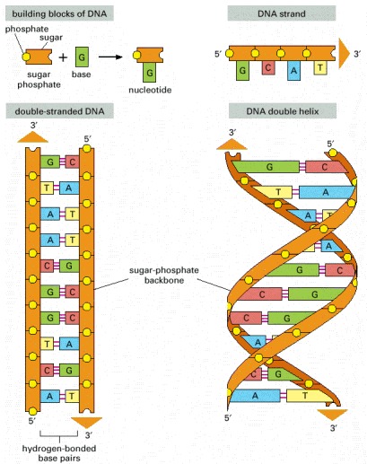 DNA and its building blocks.