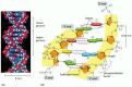 Gambar 4-5. Helix ganda DNA.