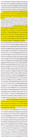 Gambar 4-7. Urutan nukleotida dari gen β-globin manusia.