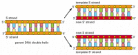 Gambar 4-8. DNA sebagai template untuk duplikasi sendiri.