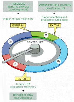 Figure 17-13. The control of the cell cycle.