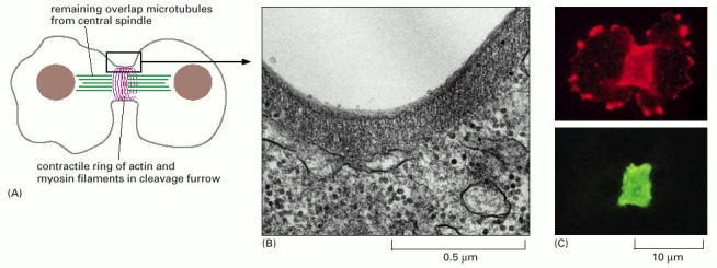 animal cell undergoing mitosis. of a dividing animal cell.