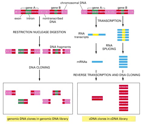 differences between dna and rna. The differences between cDNA