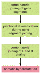 Figure 24-39. The four main mechanisms of antibody diversification.