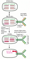 Figure 24-40. Antibody gene-pool selection in B cell development.