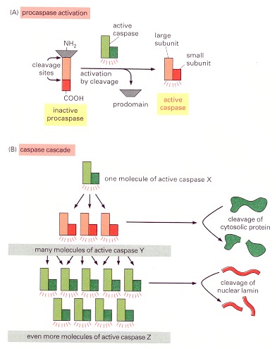 poptosis - Molecular Biology of the Cell - NCBI 