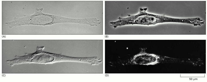 Figure 9-8. Four types of light microscopy.