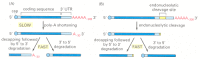 Figure 7-103. Two mechanisms of eucaryotic mRNA decay.