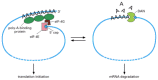 Figure 7-104. The competition between mRNA translation and mRNA decay.