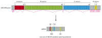 Figure 7-89. Alternative splicing of RNA transcripts of the Drosophila DSCAM gene.