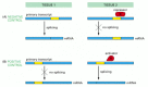 Figure 7-90. Negative and positive control of alternative RNA splicing.