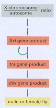 Figure 7-91. Sex determination in Drosophila.