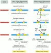 Figure 7-92. The cascade of changes in gene expression that determines the sex of a fly through alternative RNA splicing.