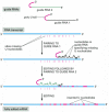 Figure 7-94. RNA editing in the mitochondria of trypanosomes.