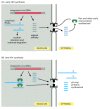Figure 7-97. Regulation of nuclear export by the HIV Rev protein.