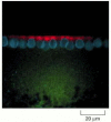 Figure 7-99. The importance of the 3′ UTR in localizing mRNAs to specific regions of the cytoplasm.