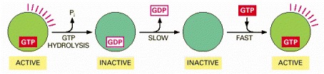 Figure 3-70. GTP-binding proteins as molecular switches.