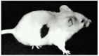 Figure 24-12. Immunological tolerance.