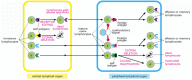 Figure 24-13. Induction of immunological tolerance to self antigens in central and peripheral lymphoid organs.