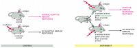 Figure 24-4. A classic experiment showing that lymphocytes are required for adaptive immune responses to foreign antigens.