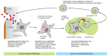 Figure 24-5. One way in which the innate immune system helps activate the adaptive immune system.