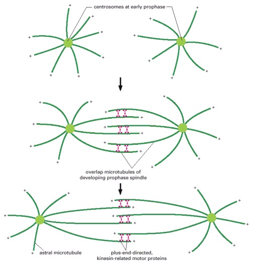 Separation of the two spindle poles in prophase in an animal