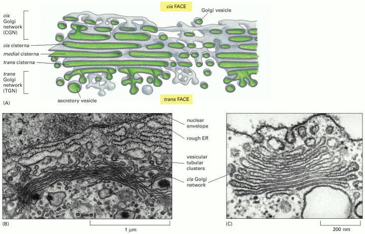 Animal Cell Golgi Body. The Golgi apparatus.