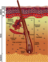 Figure 1. Anatomy of the skin.