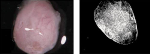 Figure 1. Gross (on the left) and radiographic (on the right) analysis of a subcutaneous transplant of MSCs isolated by flushing the murine adult bone marrow.