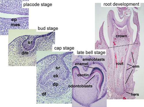 Figure 2. Histology of important stages of tooth development.