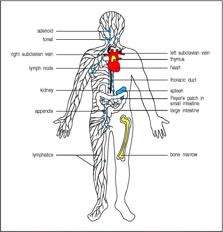 tissues in the body.