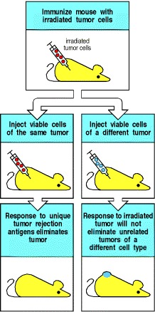 Figure 14.10. Tumor rejection antigens are specific to individual tumors.