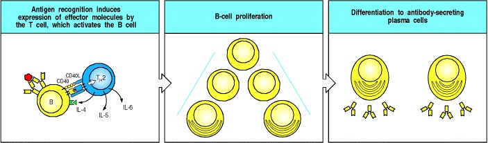 helper t cell. Armed helper T cells stimulate