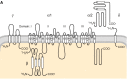 Figure 6-7. Transmembrane organization of voltage-gated Ca2+ channels, K+ channels and relatives.
