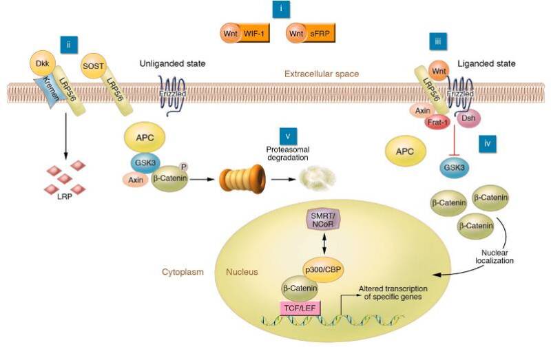 Figure 3. . The Wnt/β-catenin signaling pathway that is critical for osteoblast differentiation (53).