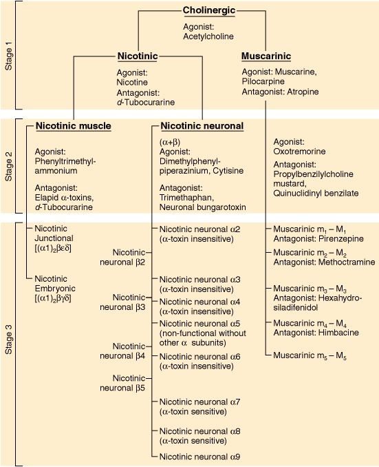 Receptors In The Nervous System. of cholinergic receptors.
