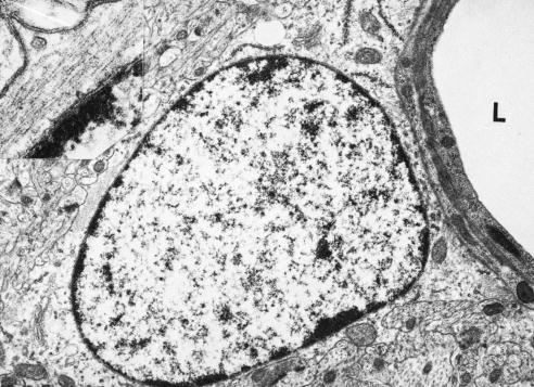 Figure 1-12. A protoplasmic astrocyte abuts a blood vessel (lumen at L) in rat cerebral cortex.