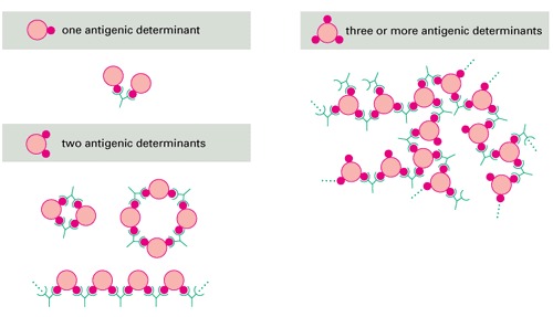 Antibody-antigen interactions.