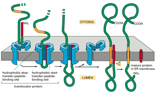 How a single-pass transmembrane protein with a cleaved ER