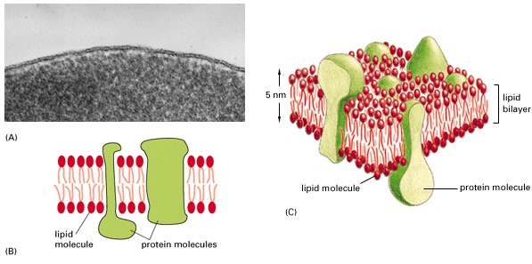 animal cell membrane structure. animal cell membrane structure
