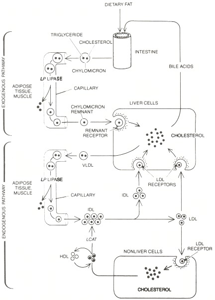 Figure 31.1. Exogenous and endogenous fat-transport pathways are diagrammed.