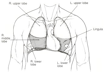 Figure 35.1. Anterior surface projection of pulmonary lobes.