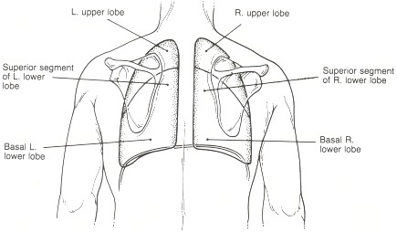 Figure 35.2. Posterior surface projection of pulmonary lobes.