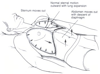 Figure 35.3. Normal inspiration.