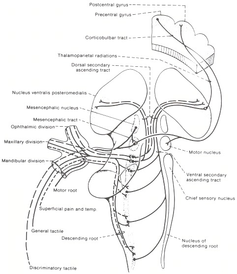 The trigeminal nerve and its connections.