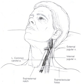 arteries in neck and head. blood vessels in the neck.