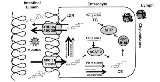 Figure 1. . Enterocyte Trafficking of Cholesterol and Plant Sterols.