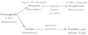 Figure 98.1. Degradation of hemoglobin in the gastrointestinal tract and methods to detect hemoglobin and its metabolites in feces.